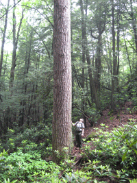 NPS scientist examines Eastern Hemlock tree