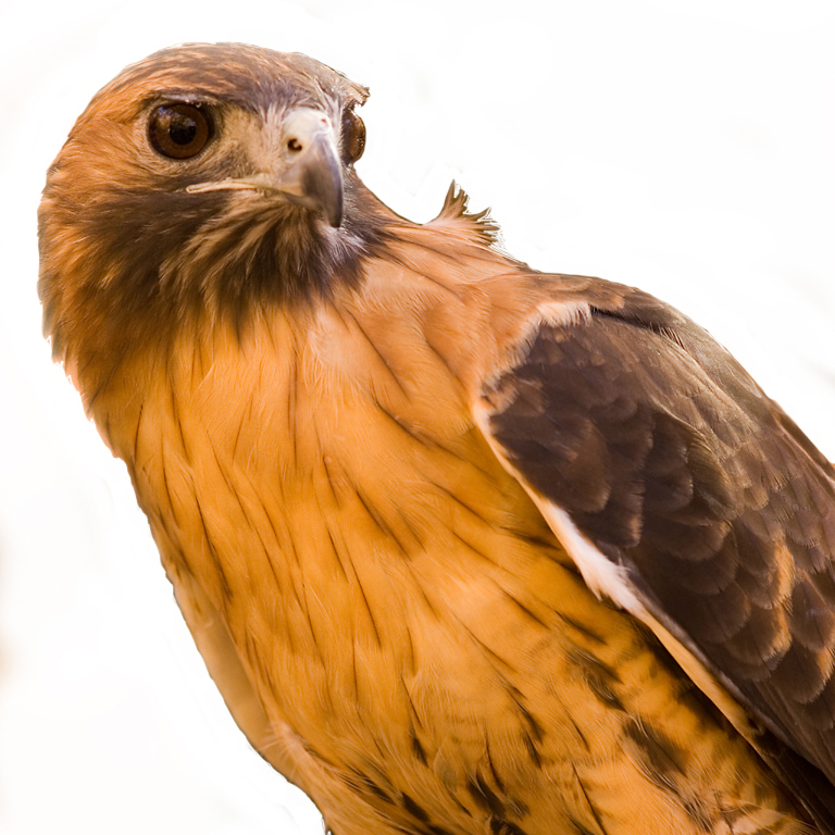 Red Tail Hawk150x150