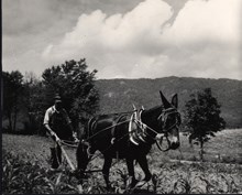 farmer with Cumberland Mountain in background