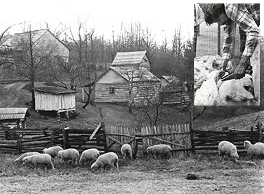 sheep and barn inset