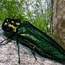 Emerald Ash Borer