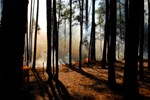 A wildfire on Cumberland Island burns in a stand of longleaf pine forest.