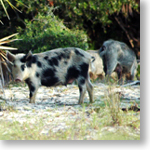 2009/2010 Hunt Information