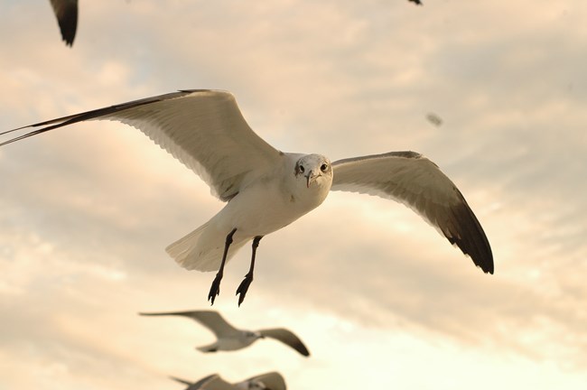 Photo of laughing gull flying amongst a flock