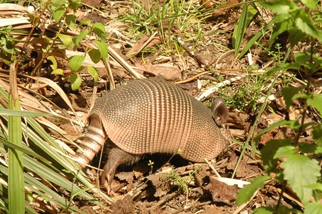 An armadillo with it's nose in the leaves