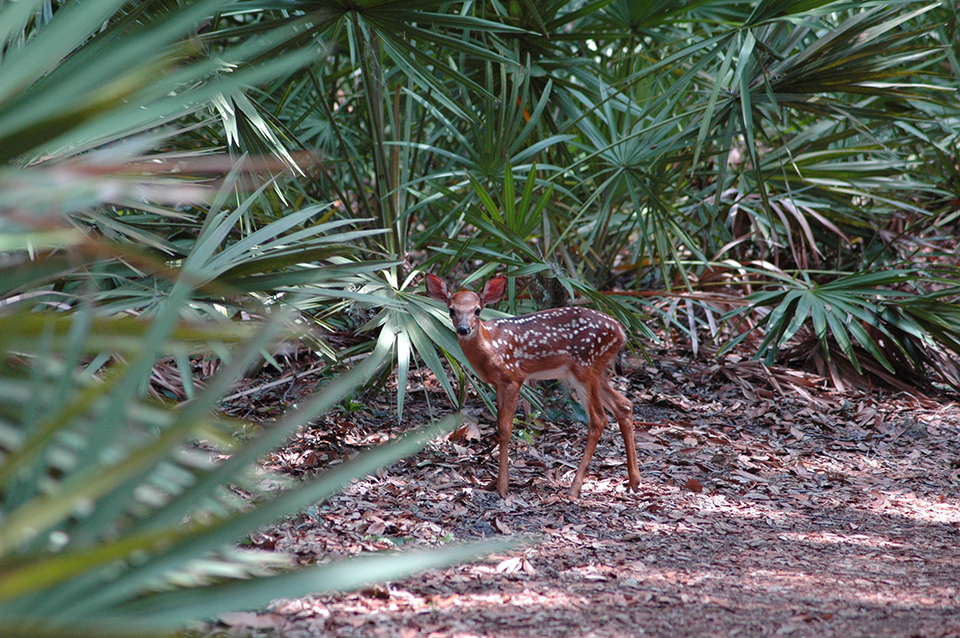 Image of fawn on the ground floor of the maritime forest looking towards the camera with saw palmettos of the understory in the background