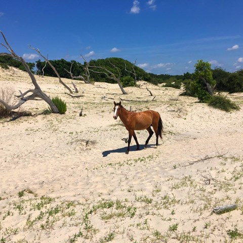 horse walking through vegetated sand dunes