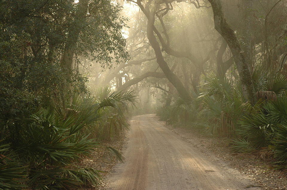 Image of main road surrounded by maritime forest with sun beams shining through