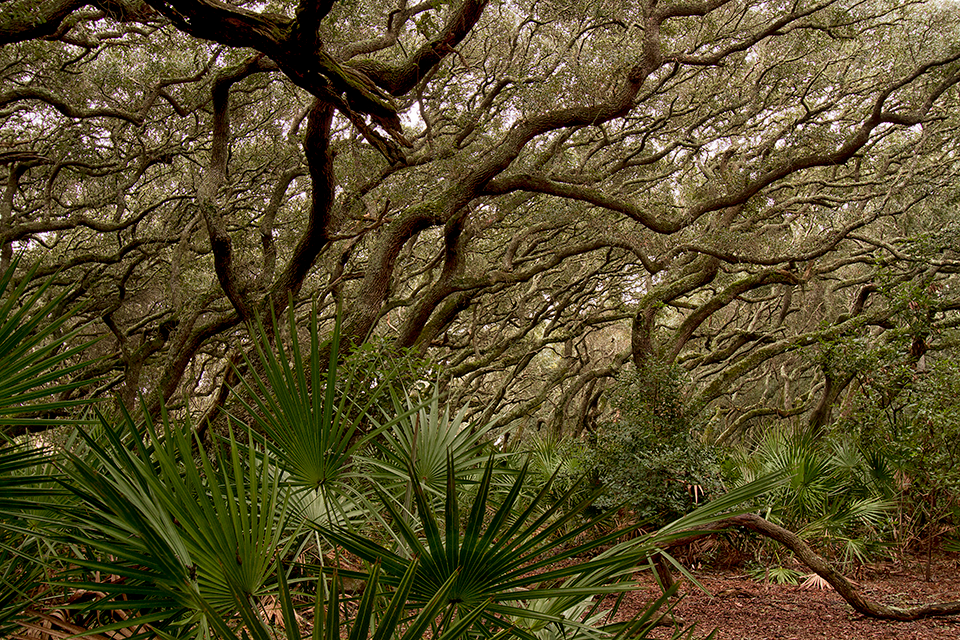 Image of a maritime forest primarily made up of live oaks that have characteristic twisting, turning branches that are leaning to the right as a result of salt pruning