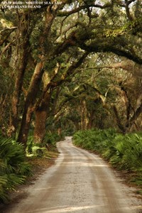 Grand Avenue runs the length of Cumberland Island, North to South and provides access to most of the Islands' interior.