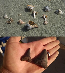 several whelk shells in shallow water and two large fossilized sharks teeth held in a hand