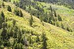 9. Hillside at Kokanee Bay