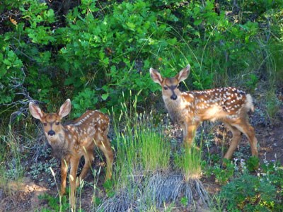 Two deer fawns stand in forest vegetation.