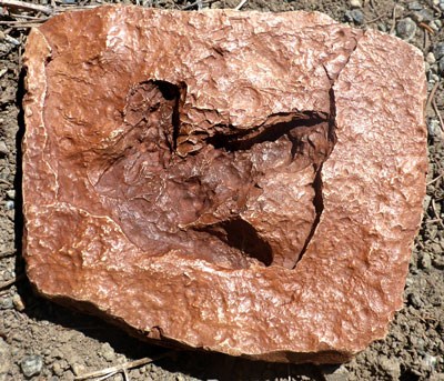 A cast of a fossilized dinosaur footprint.