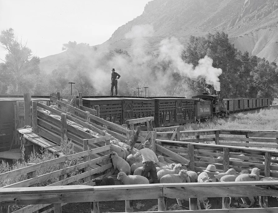 Loading lambs at Cimarron for shipping, 1940 Lambs inside a corral are loaded into railcars next to a field. A man stands on top of a railcar. A steam engine is further down the line of railcars. A mountainside is in the background.