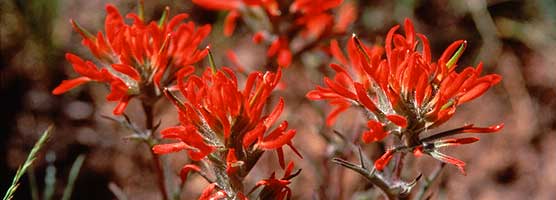 Indian Paintbrush