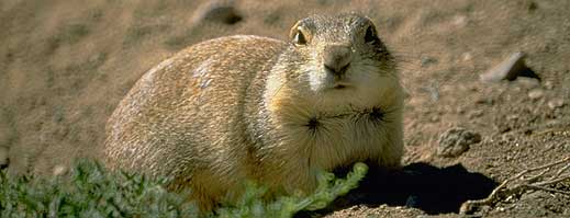 Gunnison's Prairie Dog
