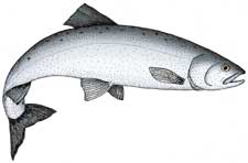 Kokanee Salmon