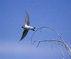Swallow