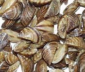 Zebra Mussels
