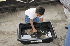 Junior Ranger Junior touching tadpoles