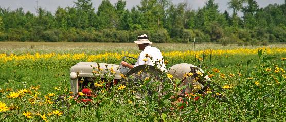Greenfield Berry Farm.