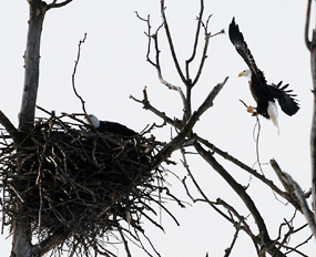 Eagle brings stick to nest
