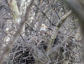 Bald eaglets near Station Road area.