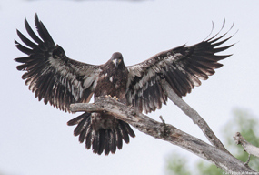 Fledged eaglet swings spreads wings