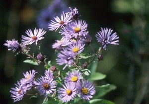 New England Aster by NPS