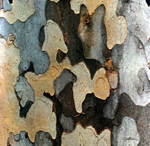 COURTESY ODNR
