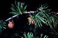 European larch needles and cones