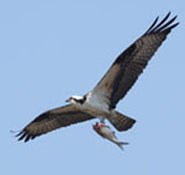 Osprey with newly caught fish