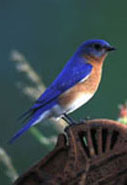 Male eastern bluebird