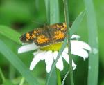 #01 Pearl crescent