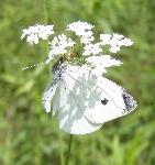 #02 European cabbage white