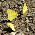 #04 Orange sulphur