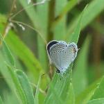 #05 Eastern tailed blue