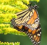 #08 Monarch