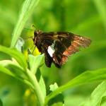 #09 Silver-spotted skipper