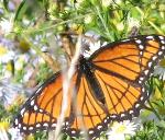 #10 Viceroy