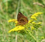 #11 Great spangled frittilary