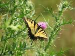 #12 Tiger swallowtail