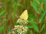 #13 Clouded sulphur