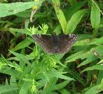 #15 Wild indigo duskywing