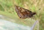 #16 Zabulon skipper