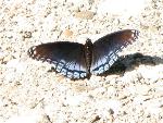 #17 Red-spotted purple