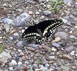 #19 Black swallowtail