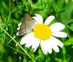 #20 Acadian hairstreak