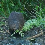 Beaver with stick